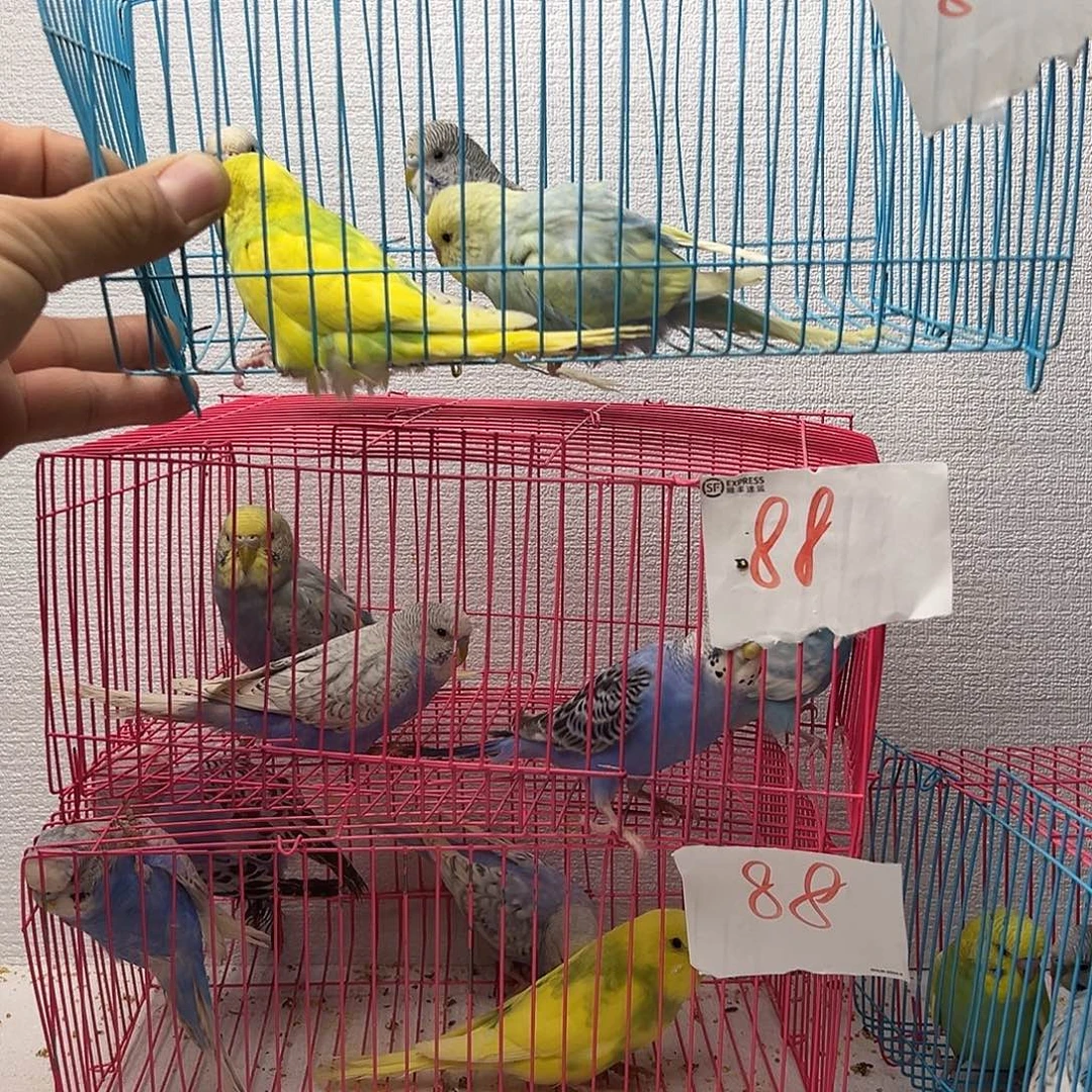 虎皮鹦鹉大头虎皮4只