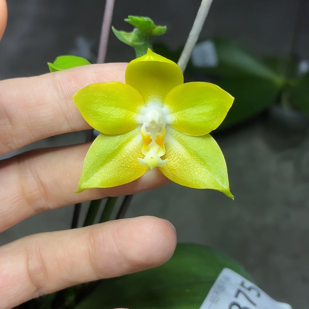 当前无花朵，栽培后可花朵A375紫玉交弥陀公主