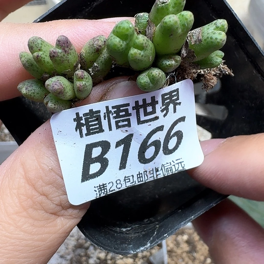 多肉植物的润泽fbn