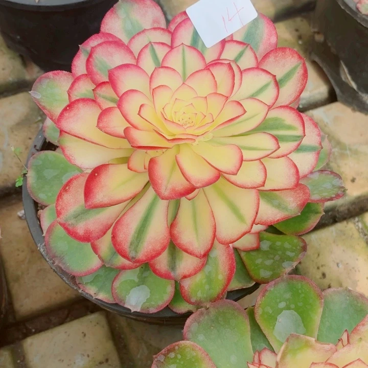 云南荔枝好看14号