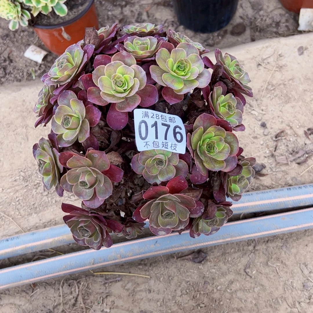 0176玫瑰多肉植物法师