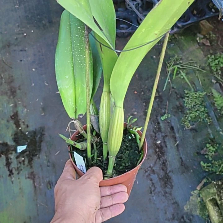 完全开放台大天鹅