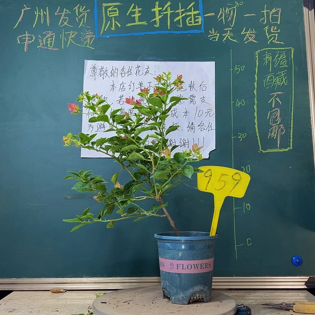 当前无花栽培后可以开花造型 卡亚塔959