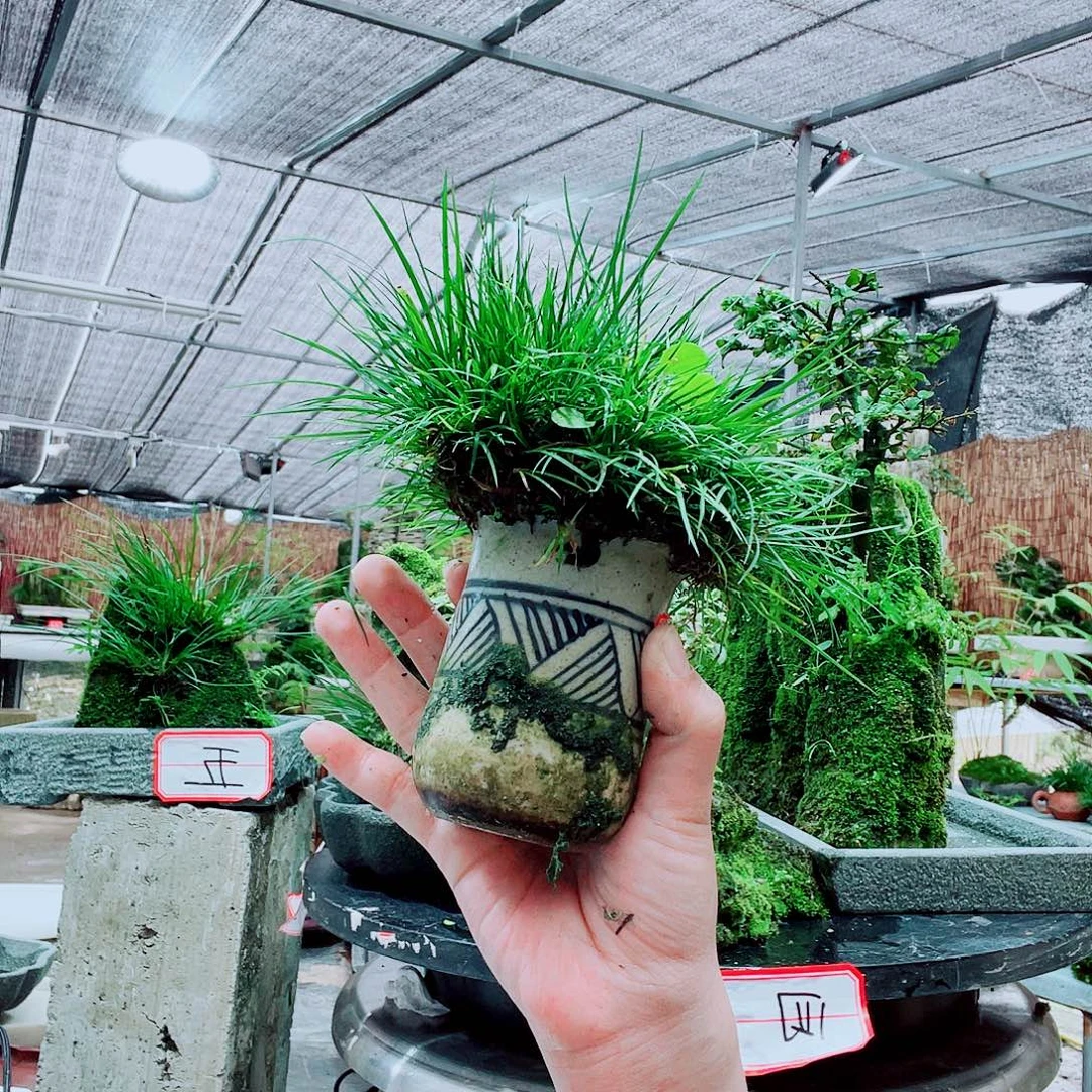 @***然当前无花栽培后可以开花