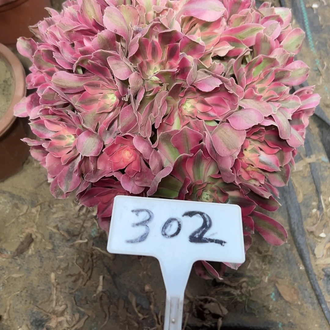 多肉植物粉女巫法师302