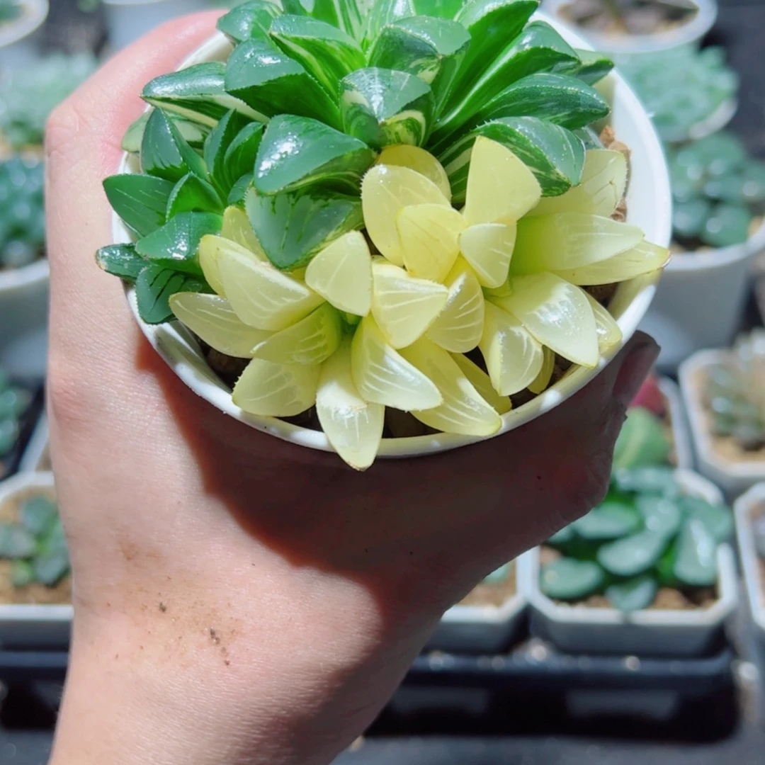 【闪购商品】手捧花姬寿锦