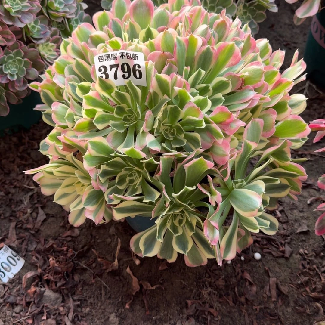 法师白凤 3796 18-10