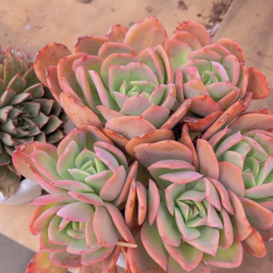 【闪购商品】绮罗1442