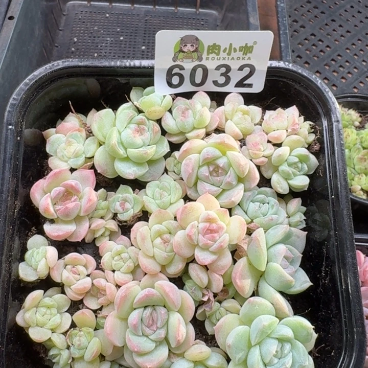 多肉植物多肉植物