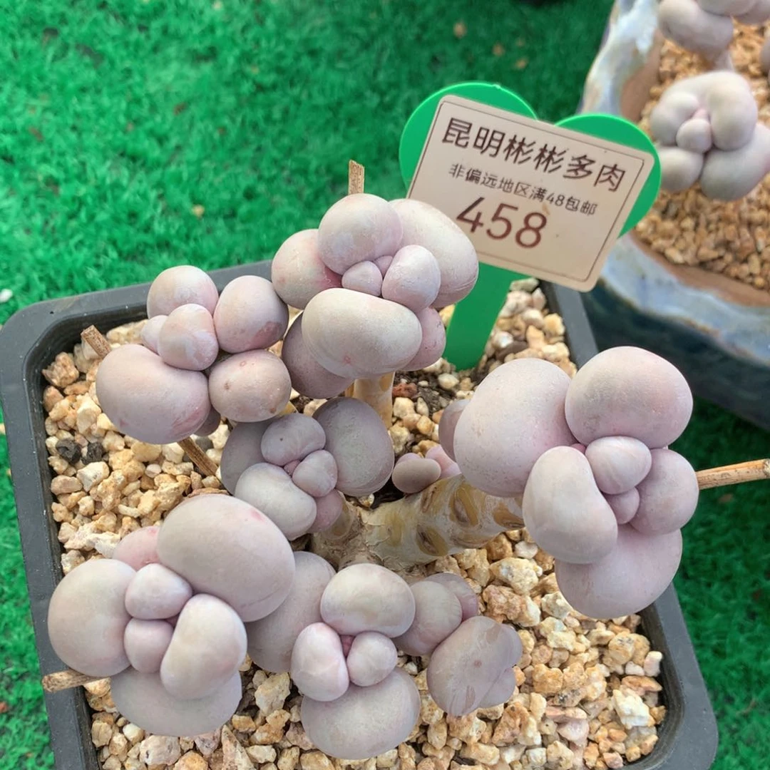 爱****友烟美人老桩无砍458