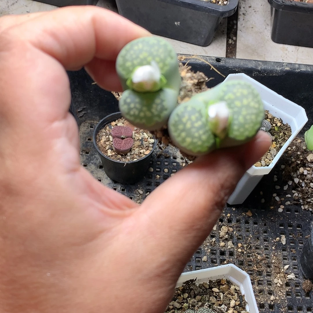 K343多肉植物保护