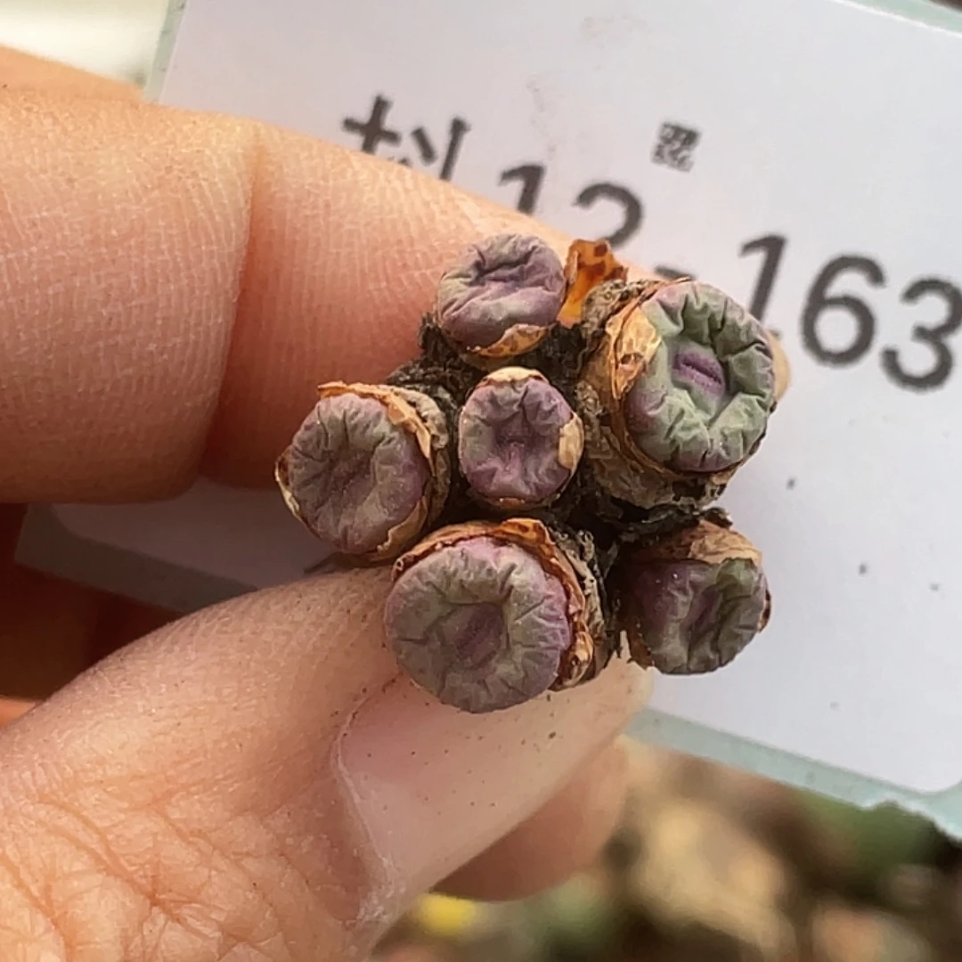 12-163嘴多肉植物肉锥