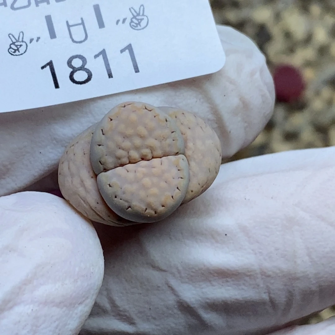 一*1811。零下拍保温.18包邮.当天凑哦