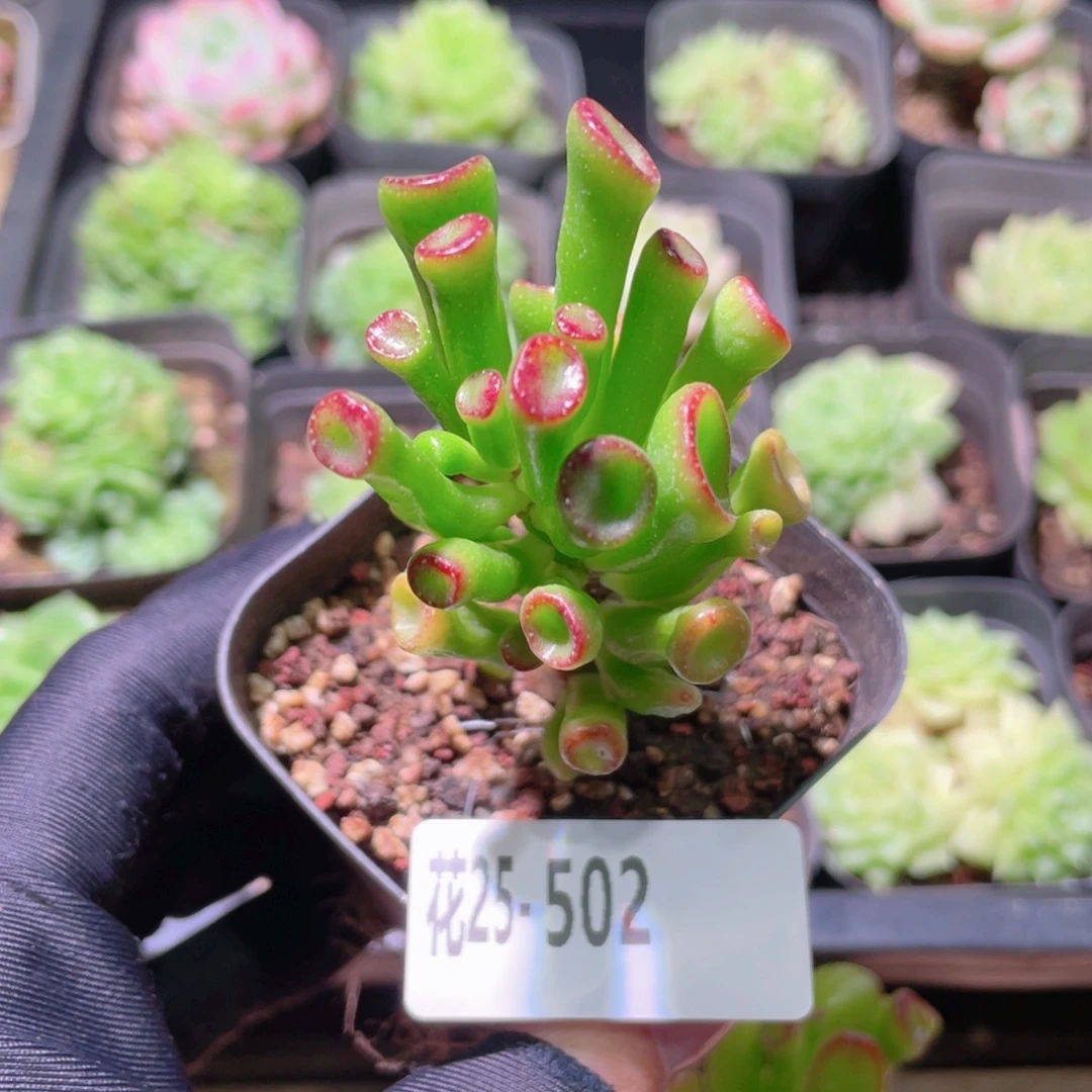 花利美25-502吸财树