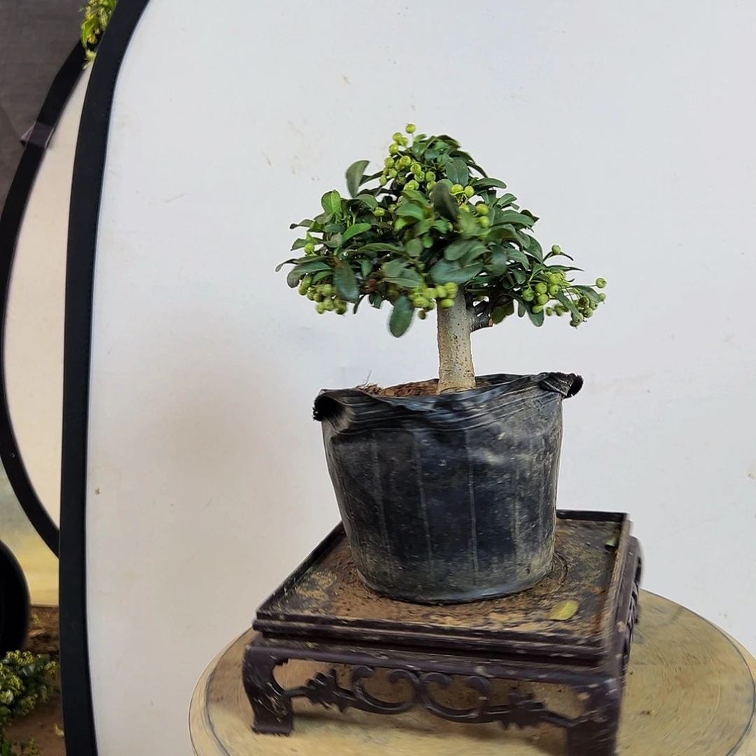 无花朵火棘盆栽盆景
