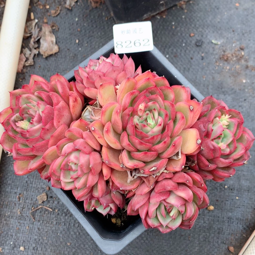 8262杂交多肉植物基地