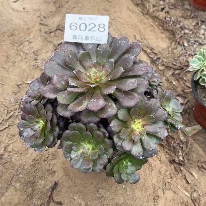 6028烟花的人多肉的