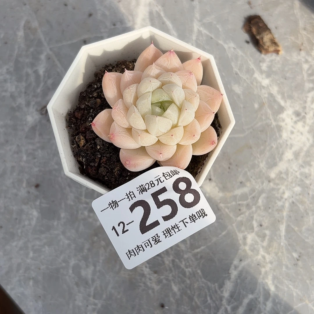 白卡无盆土发货无盆