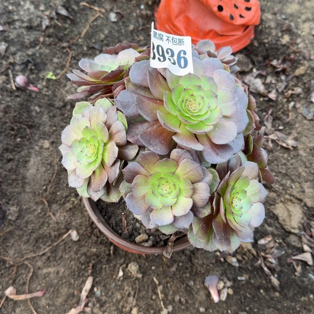 法师炽焰莲有断3936 19-19