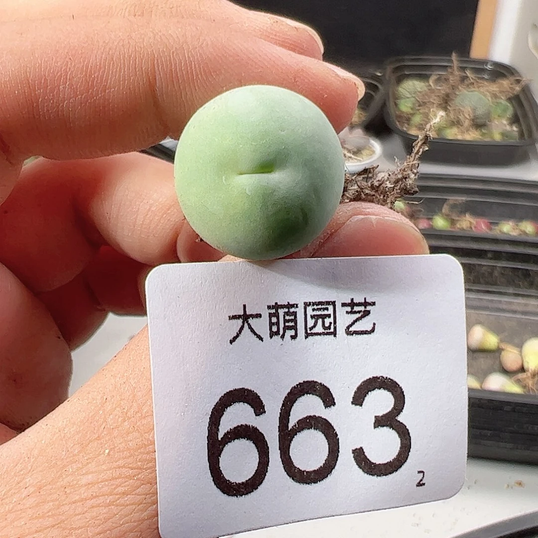 0000663 一物一拍……