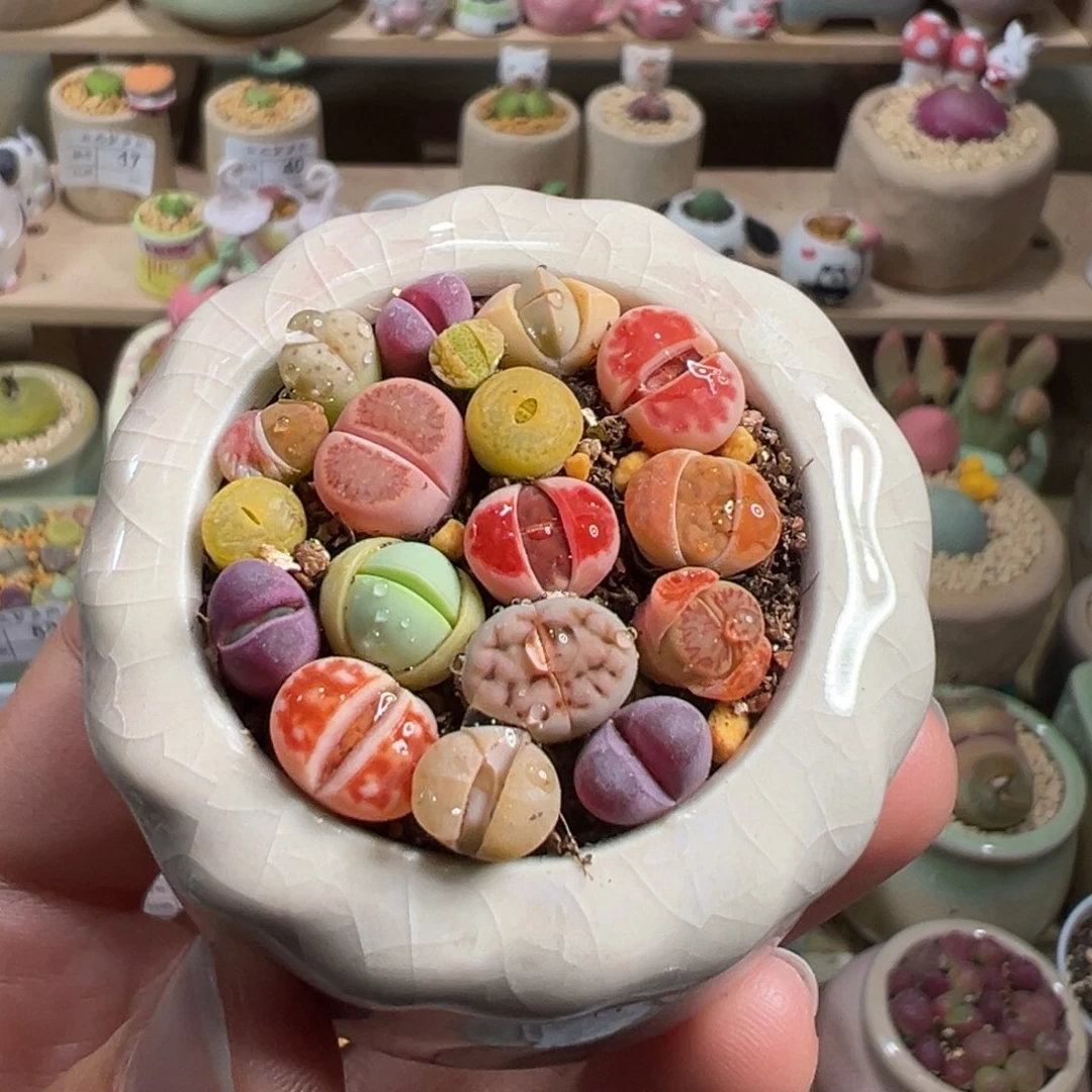 多肉植物78号彩色