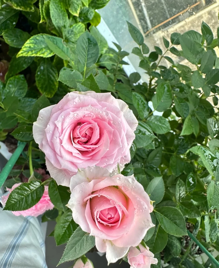 兴宇盛 丘比特  多头勤花庭院阳台观赏月季