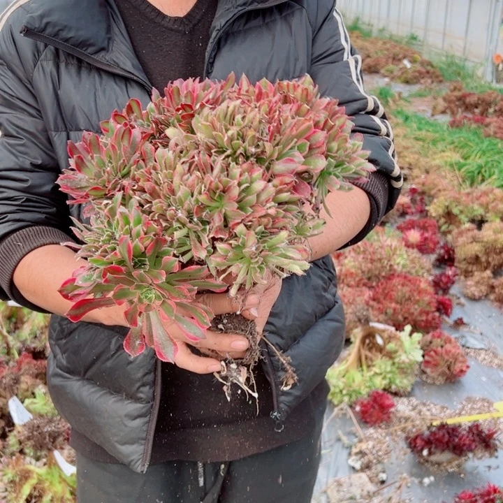 女郎醉话47号多肉法师