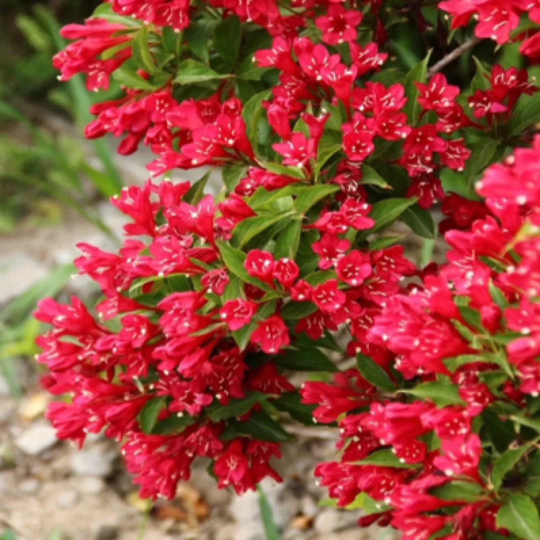 红王子锦带原盆原土发货