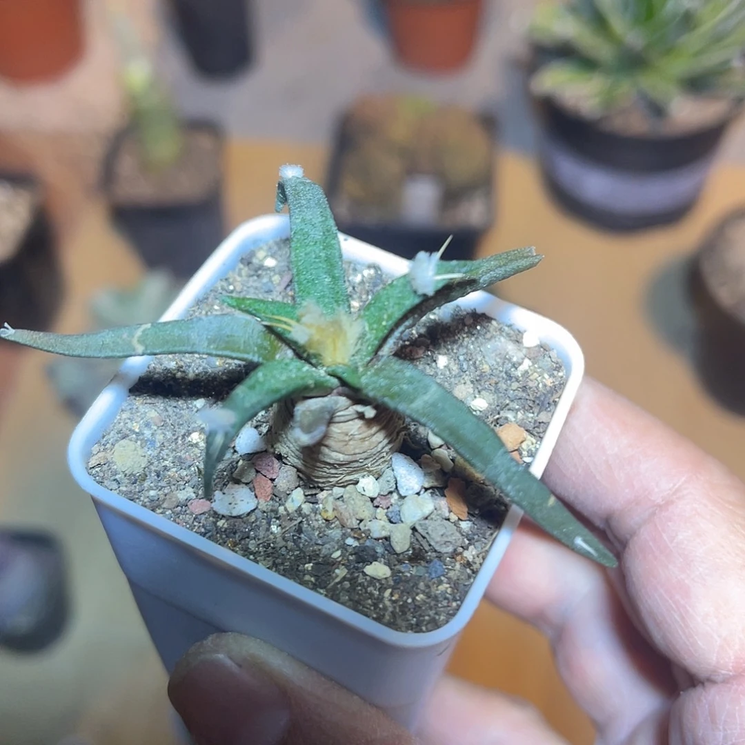 实生龙舌兰牡丹一物一拍