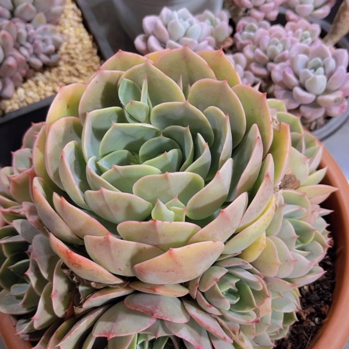 四***夕11-24蓝色苍鹭