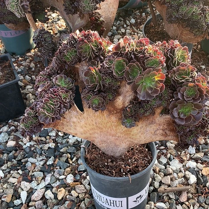 欧缀化脱土发货啊