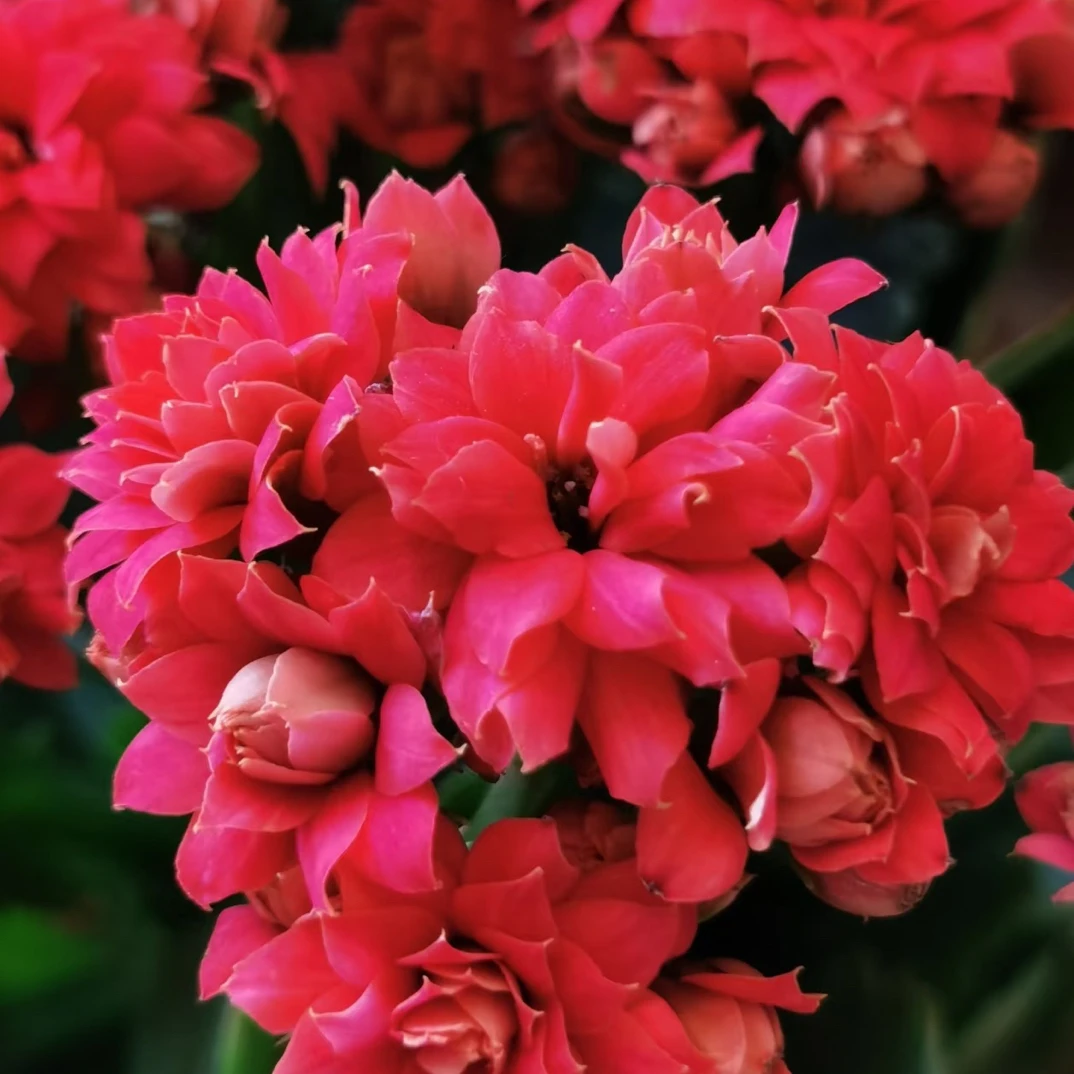 【红袖】110盆长寿花