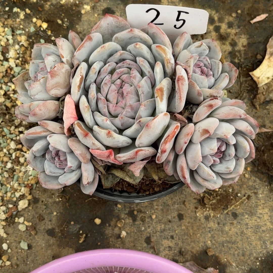 老阿姨花卉一物一拍25