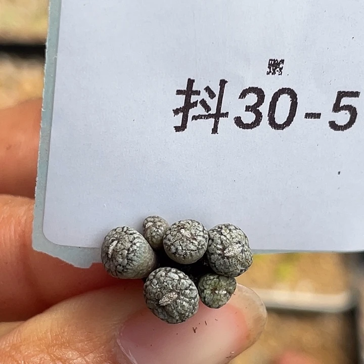 30-5康菩提多肉植物