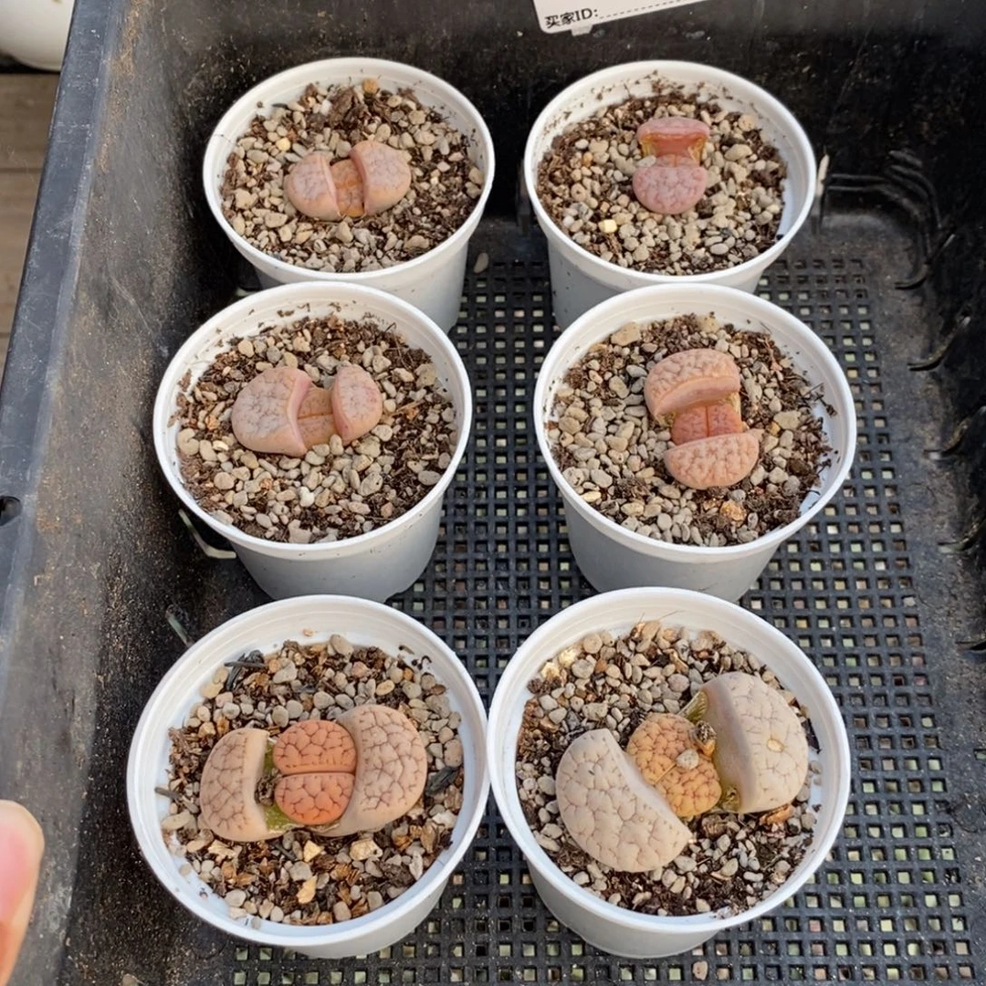 心***辰0313 荒玉六颗带盆土