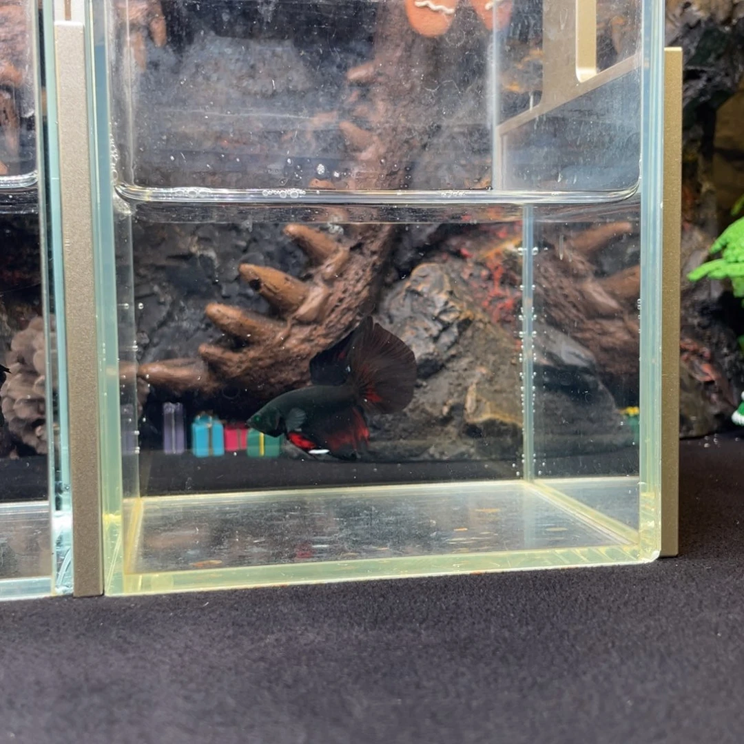 斗鱼十二月二十七日竞价