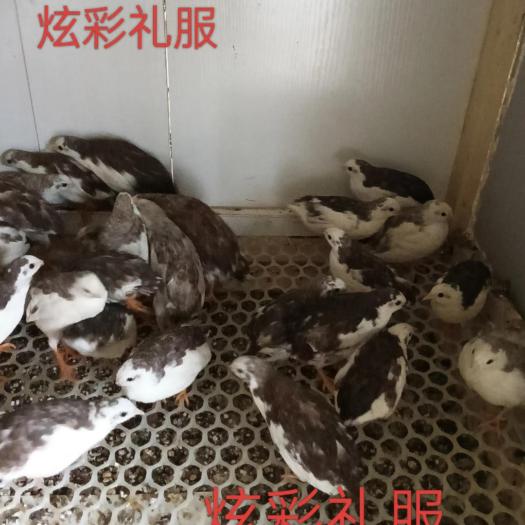 新鲜芦丁鸡现货现发