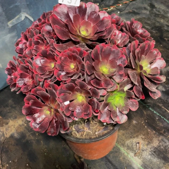 737老庄多肉法师爱神，有个断枝