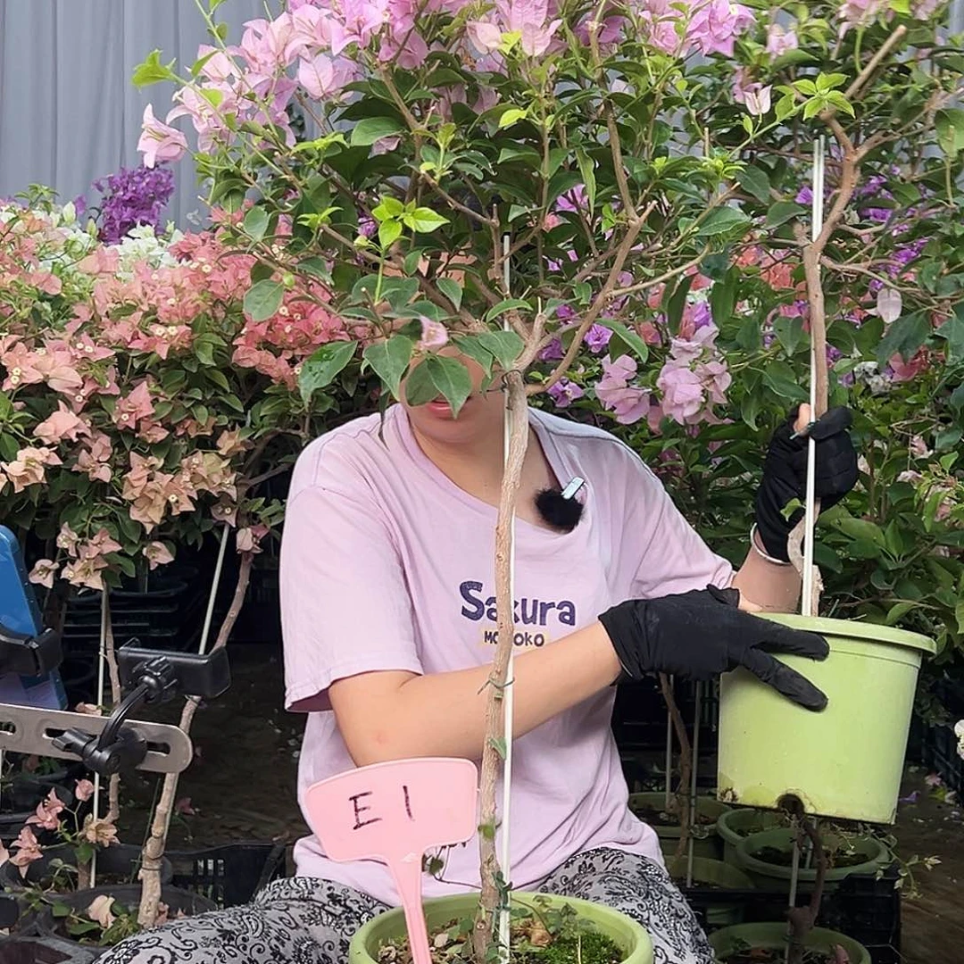 漫***霞大部分花苞少量开放E1巴西紫
