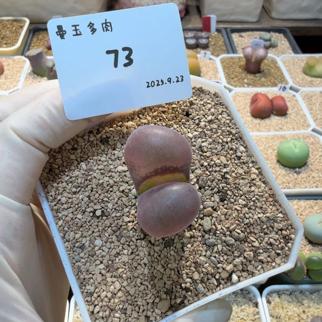 D***.多肉多肉多肉9.23-073 C10杂大紫红