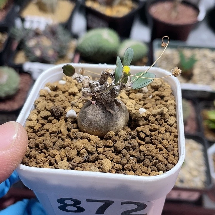 872恩特美厚墩菊块根