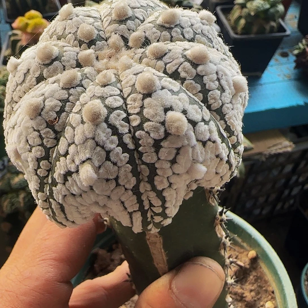 浓白海星兜887仙人球