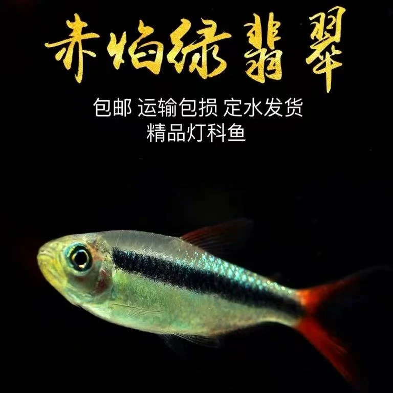 赤焰绿翡翠灯鱼群游红尾炽焰稀有高阶企鹅灯热带观赏活体淡水南美