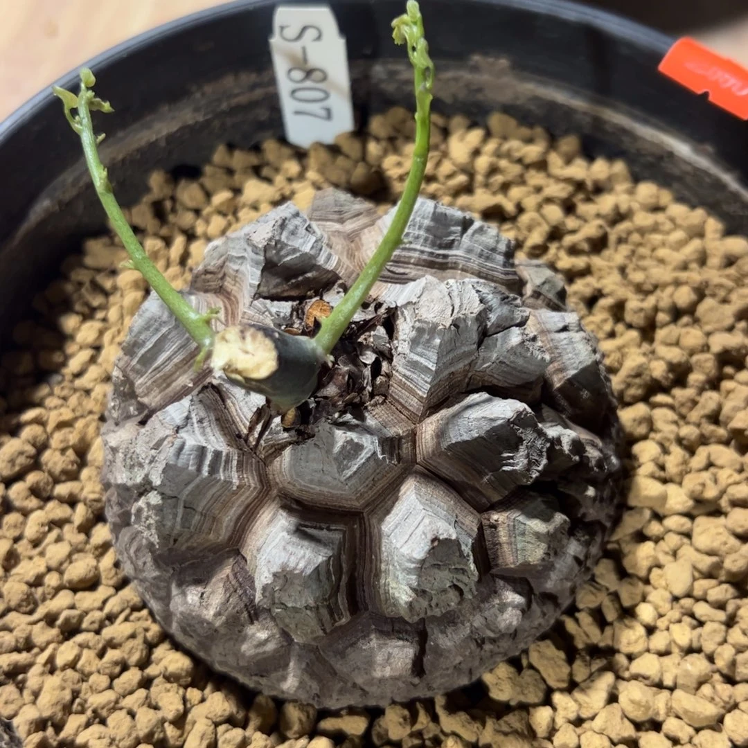 精品盆栽养定的龟甲龙807号