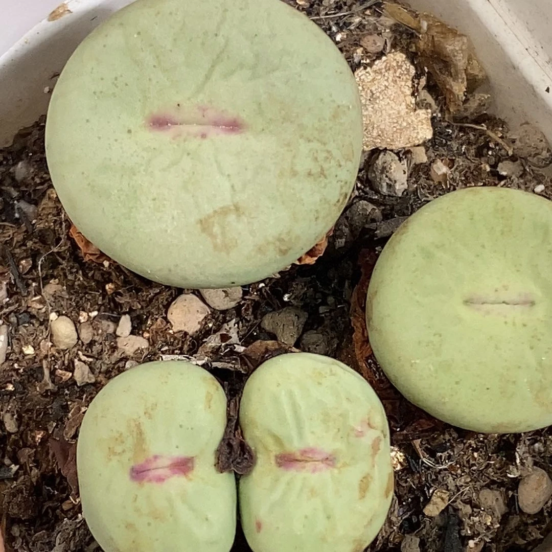 0826-33-嘴福利三颗。