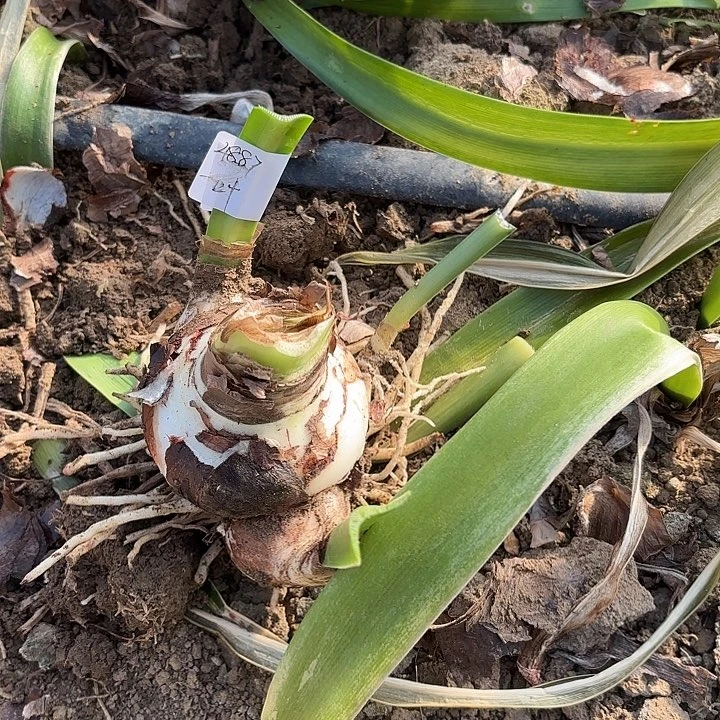 马*一叶扁舟7+带侧4887