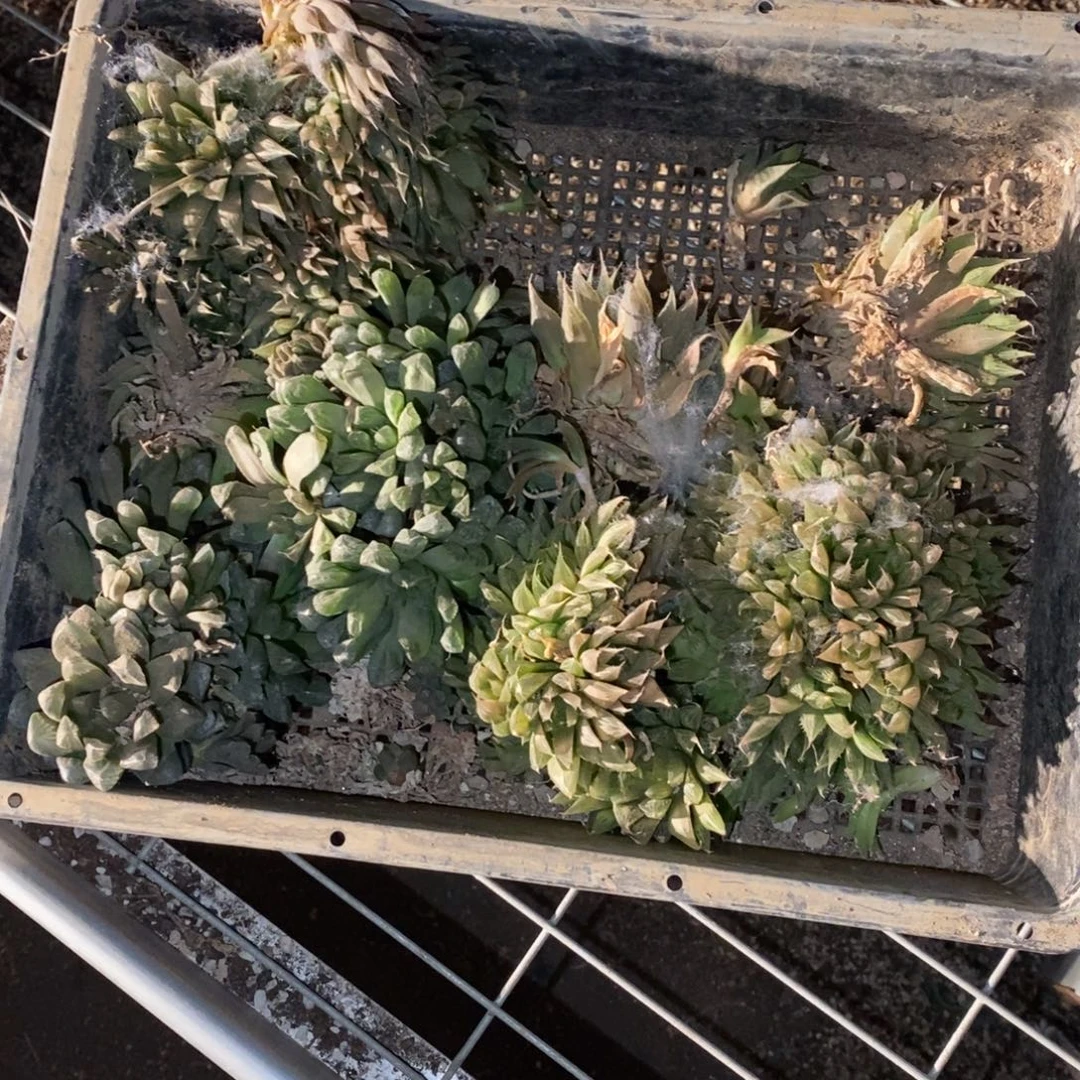 黔***味2143 一整筐全部 超级福利