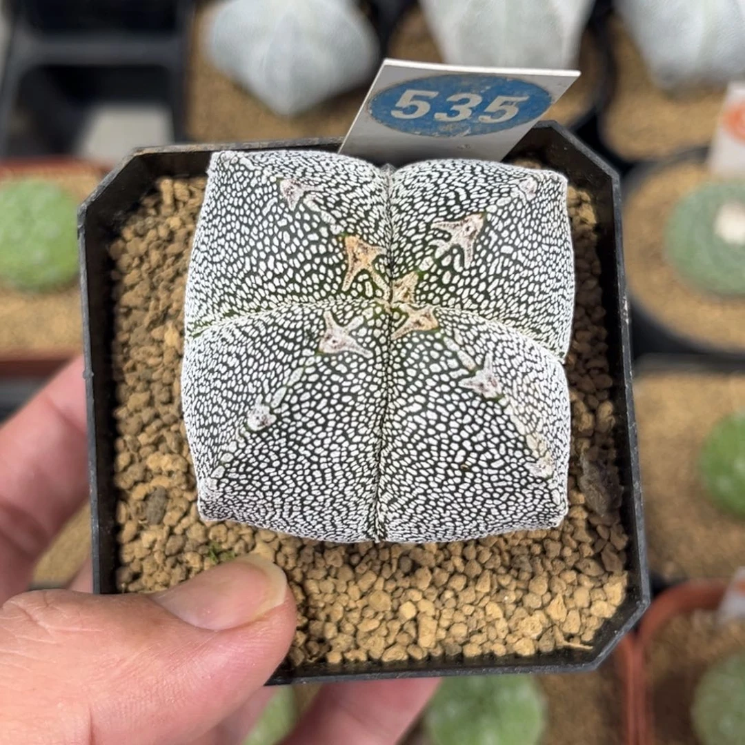 535实生恩冢鸾凤玉带盆