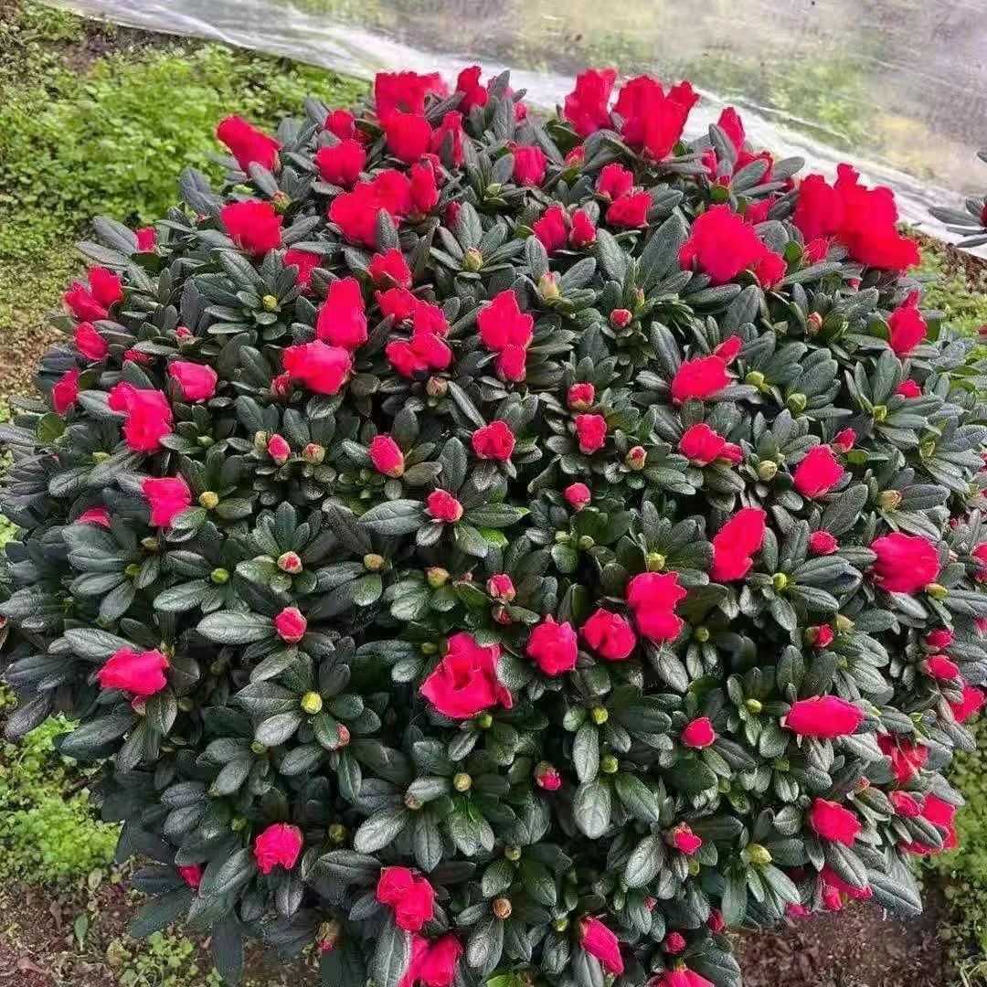 大颗中国红杜鹃花盆栽四季开花带花苞室内外阳台好养易活花卉