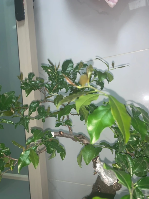 金蛋子盆景绿植高端造型景观